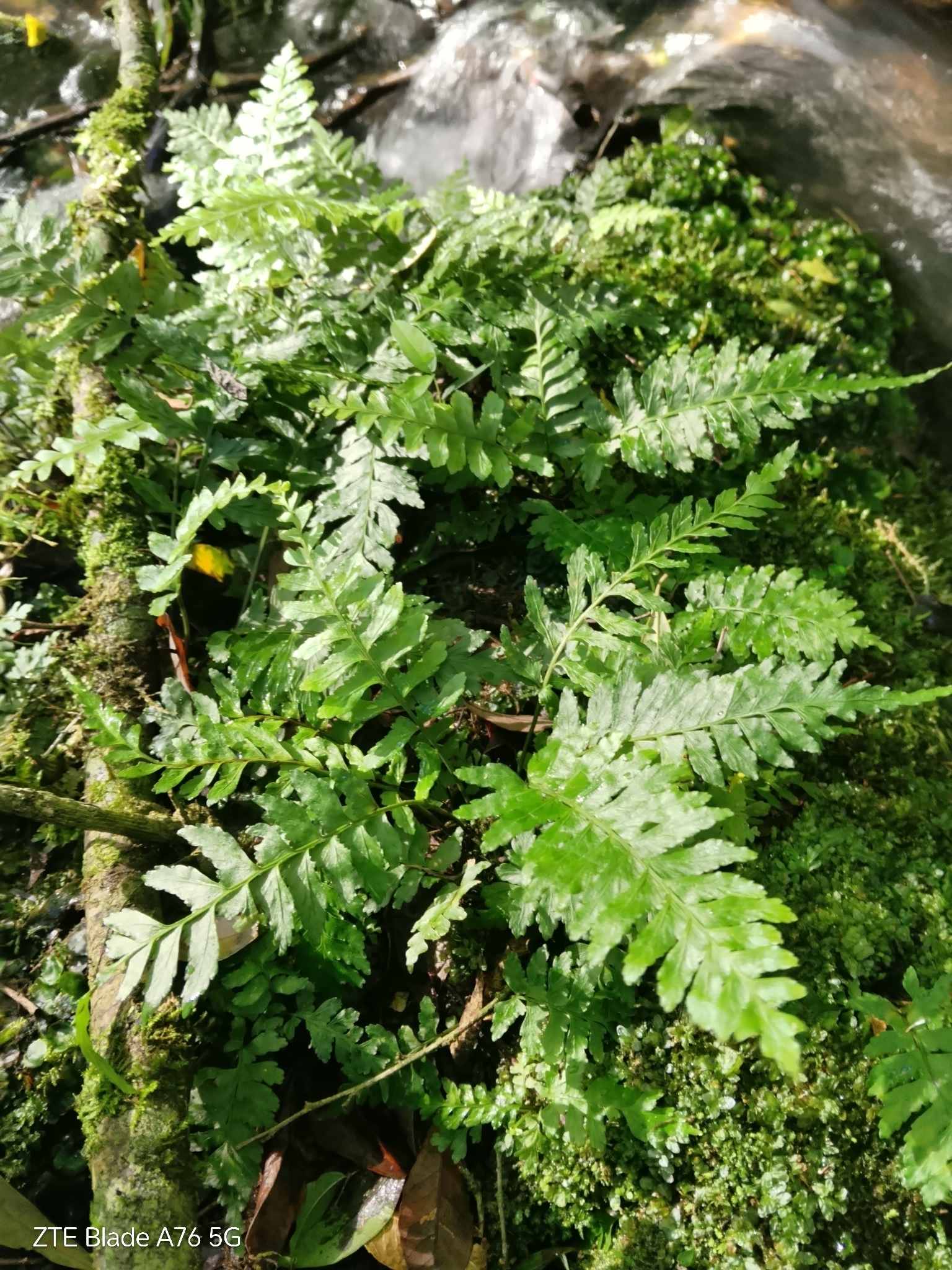 Asplenium inaequilaterale Willd.
