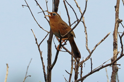 Garrulax canorus observed 2026-04-08