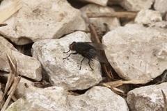 Calliphora
