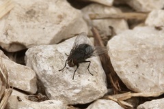Calliphora