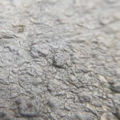 Pertusaria subpertusa