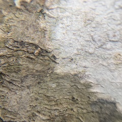 Pertusaria subpertusa