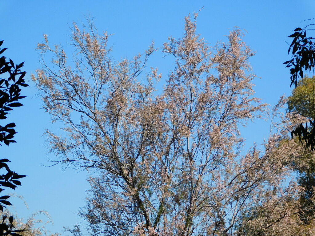 African Tamarisk