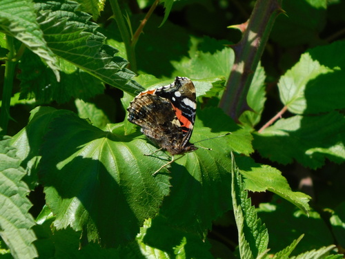 Vanessa atalanta