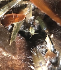 Sminthurinus elegans