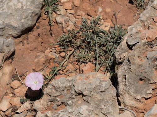 Convolvulus oleifolius, photograph 4