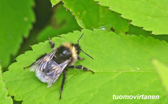 Bombus soroeensis