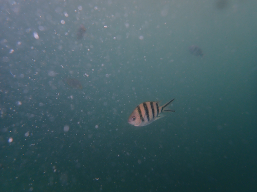 Abudefduf sexfasciatus