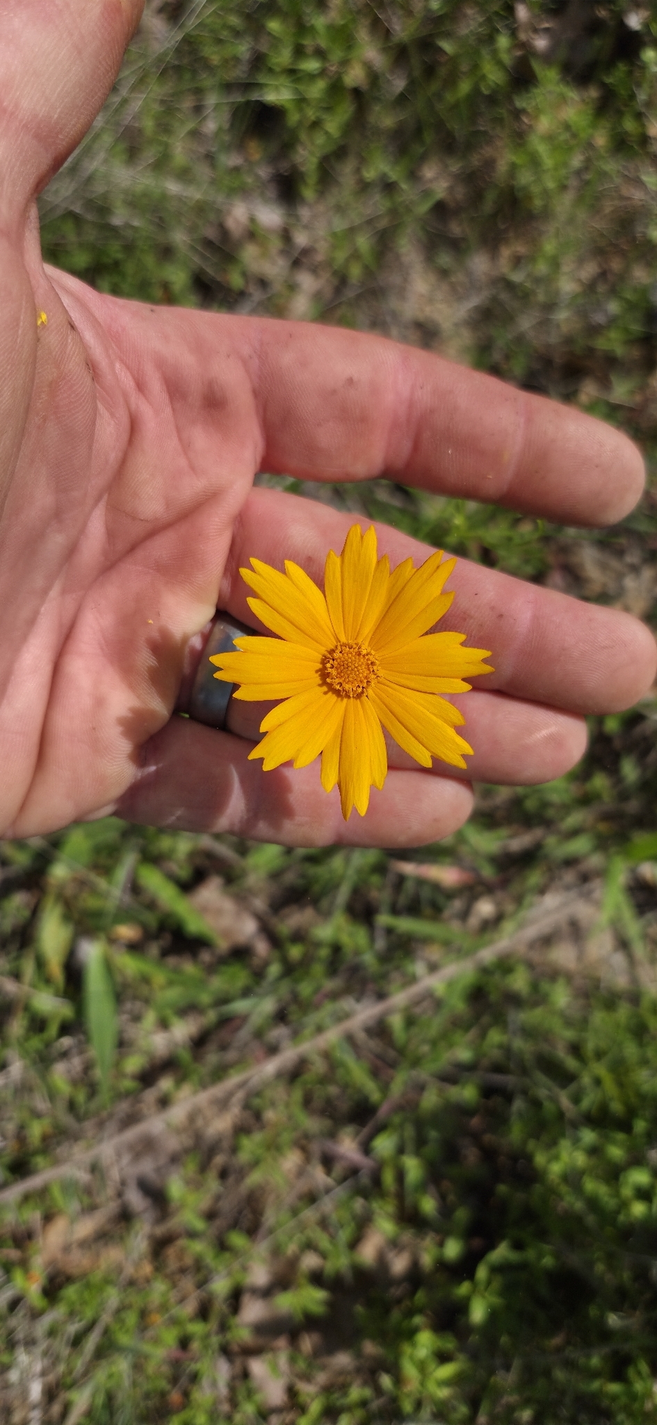 Imagem de coreopsis