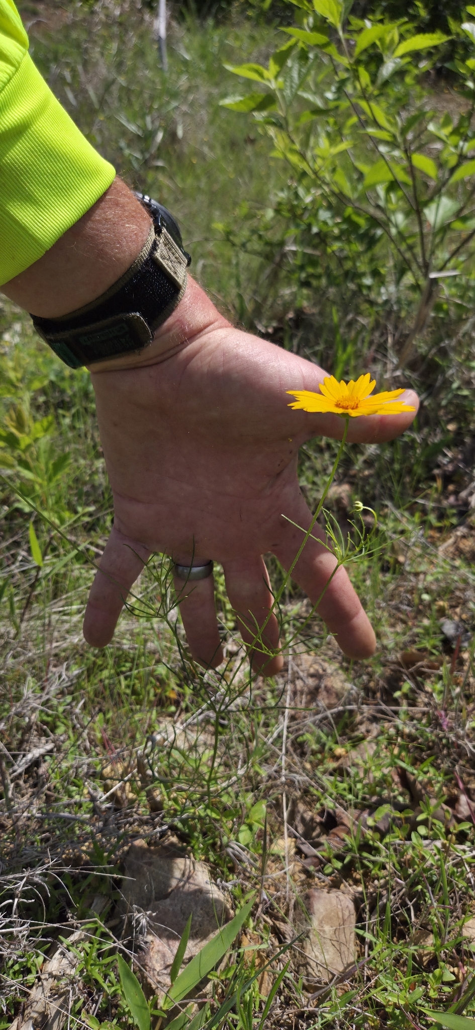 Imagem de coreopsis