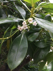 Myoporum insulare