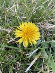 Taraxacum
