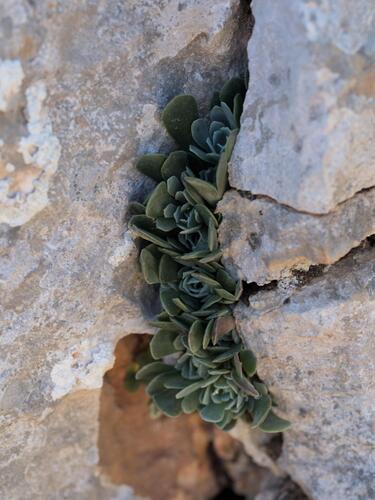 Rosularia serrata, photograph 4