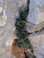 Rosularia serrata, photograph (c) Daniel Cahen, some rights reserved (CC BY)