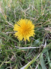 Taraxacum