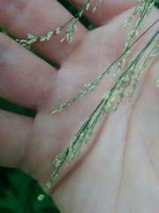 Glyceria elata