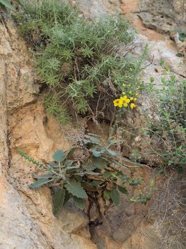 Verbascum arcturus, photograph 6