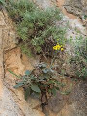 Verbascum arcturus, photograph (c) Daniel Cahen, some rights reserved (CC BY)