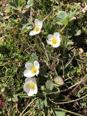 Fragaria virginiana platypetala