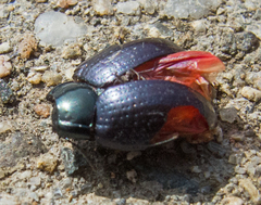 Chrysolina chalcites