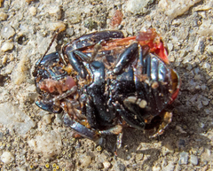Chrysolina chalcites