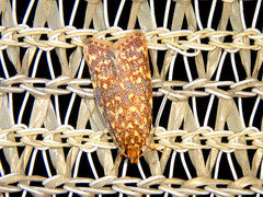 Syringoseca rhodoxantha