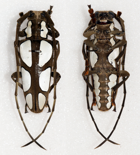 Calothyrza pauli