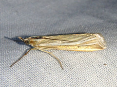 Hednota relatalis