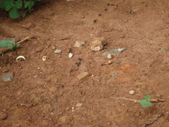 Labidus