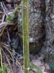 Acer pensylvanicum