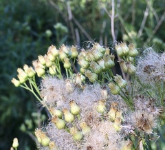Baccharis vulneraria
