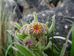 Senecio rhizomatus