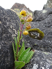 Senecio rhizomatus