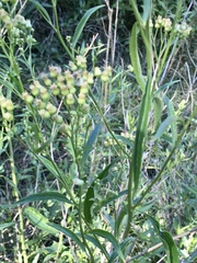 Baccharis vulneraria