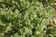 Veronica hederifolia