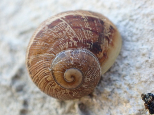 Cornu aspersum