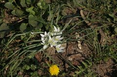 Ornithogalum refractum