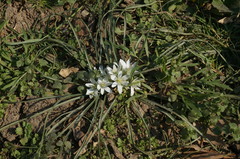 Ornithogalum refractum