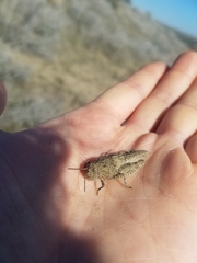 Cratypedes lateritius