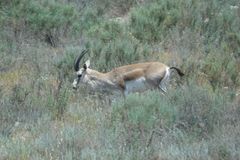 Gazella subgutturosa
