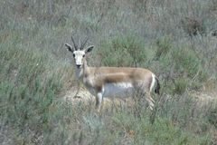 Gazella subgutturosa
