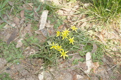 Gagea villosa