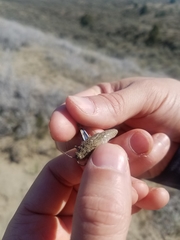 Cratypedes lateritius