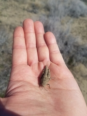 Cratypedes lateritius