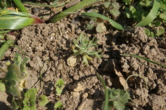 Ceratocephala falcata