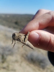 Cratypedes lateritius