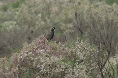 Francolinus francolinus