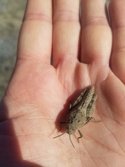 Cratypedes lateritius