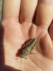 Cratypedes lateritius