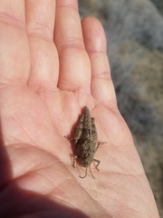 Cratypedes lateritius